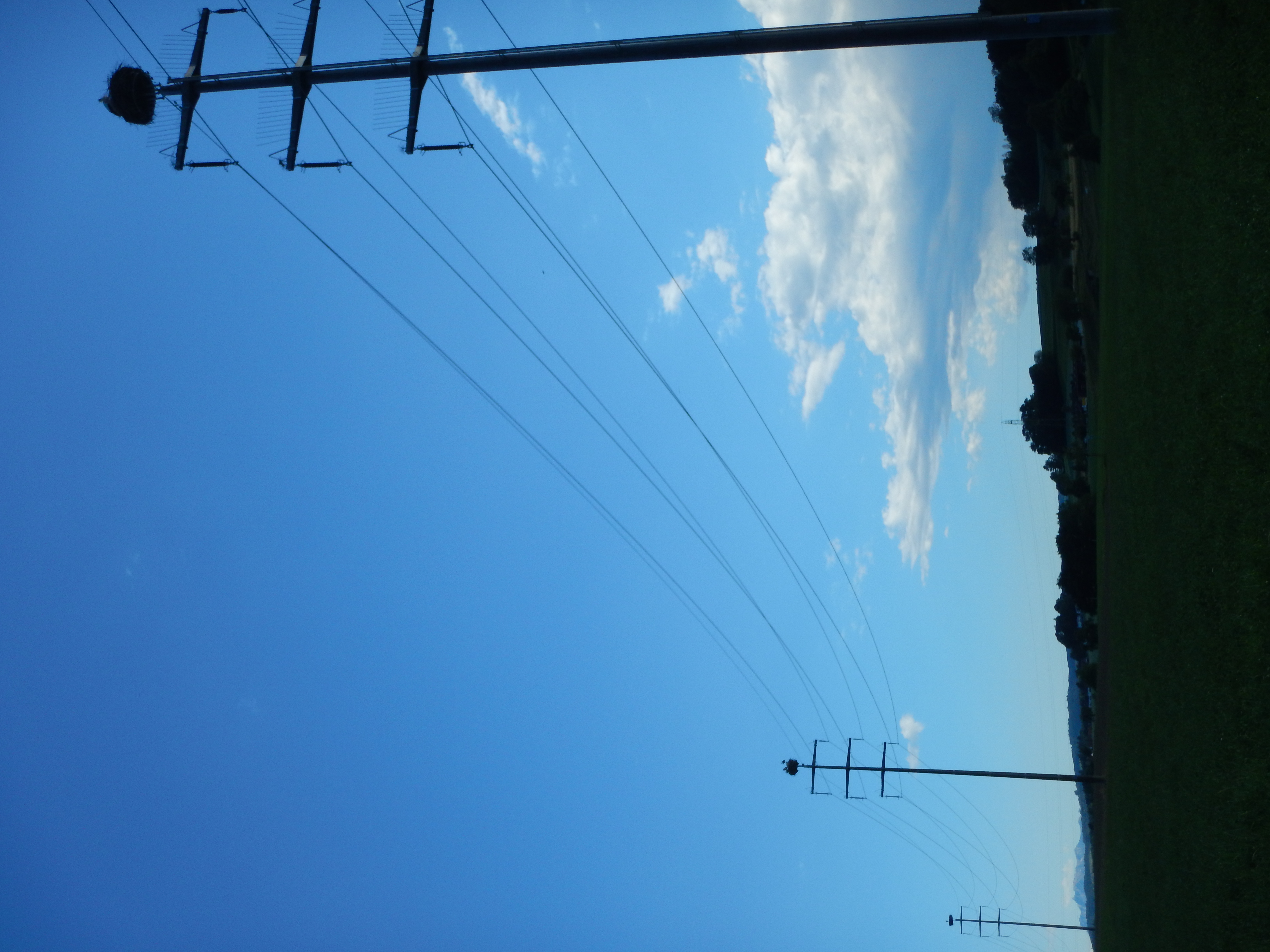 Storchennester