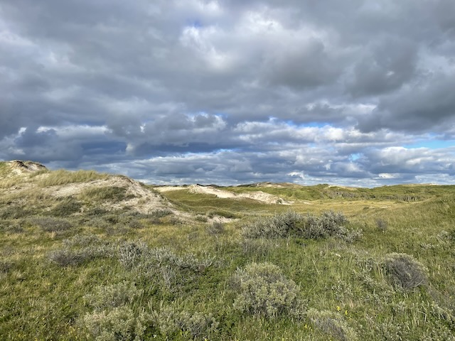 Dünenlandschaft zwischen Egmond und Bergen.jpeg