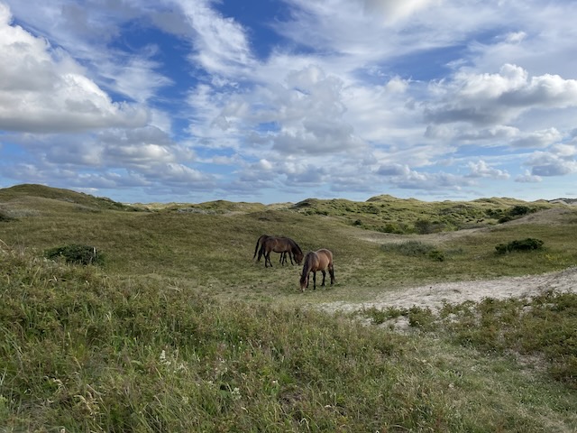 Freilaufende Pferde in den Dünen.jpeg