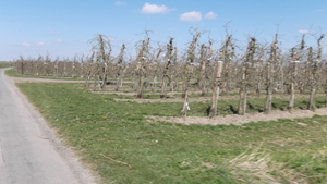 und noch mehr Apfelbäume