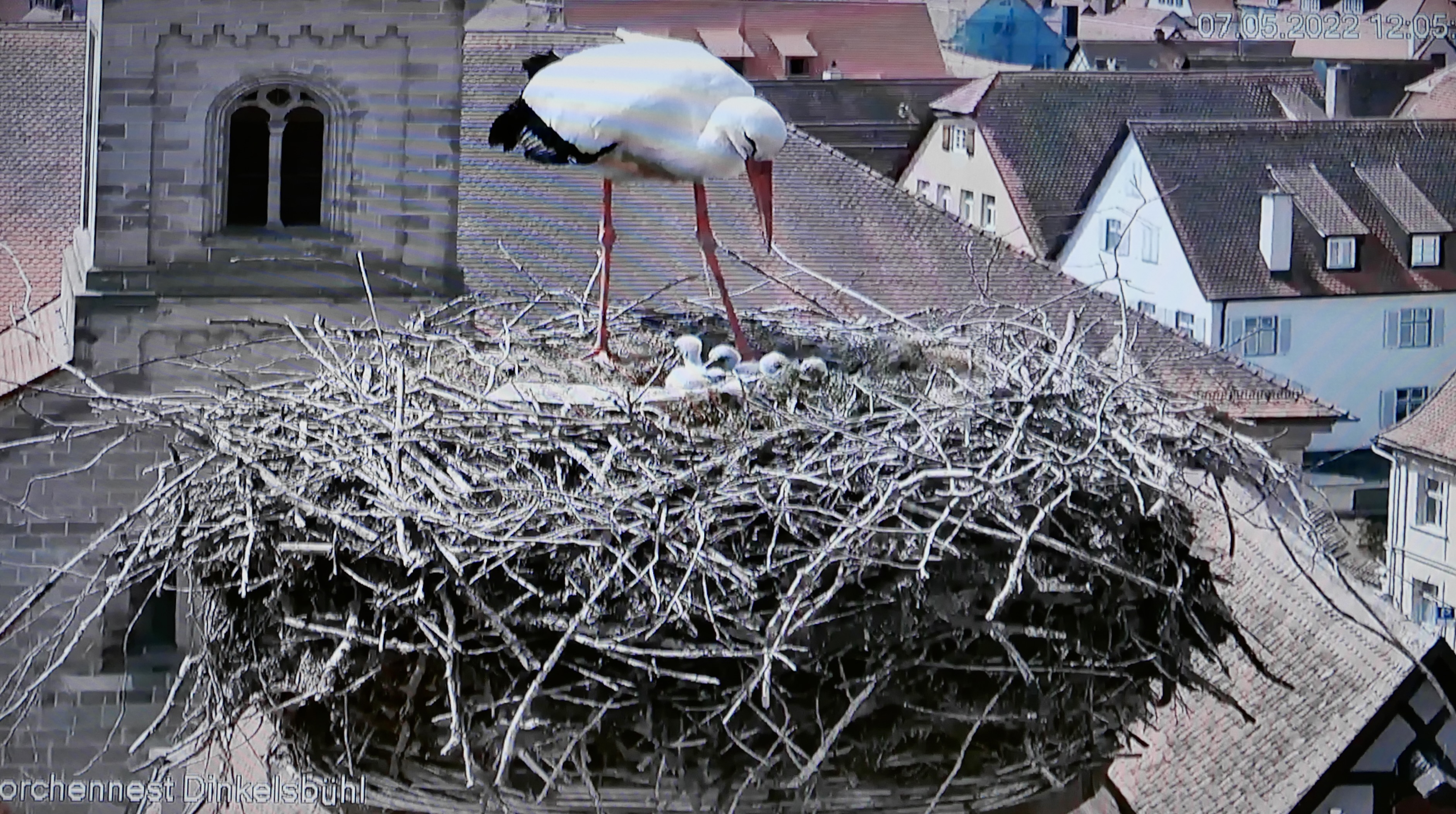 Blick ins Storchennest