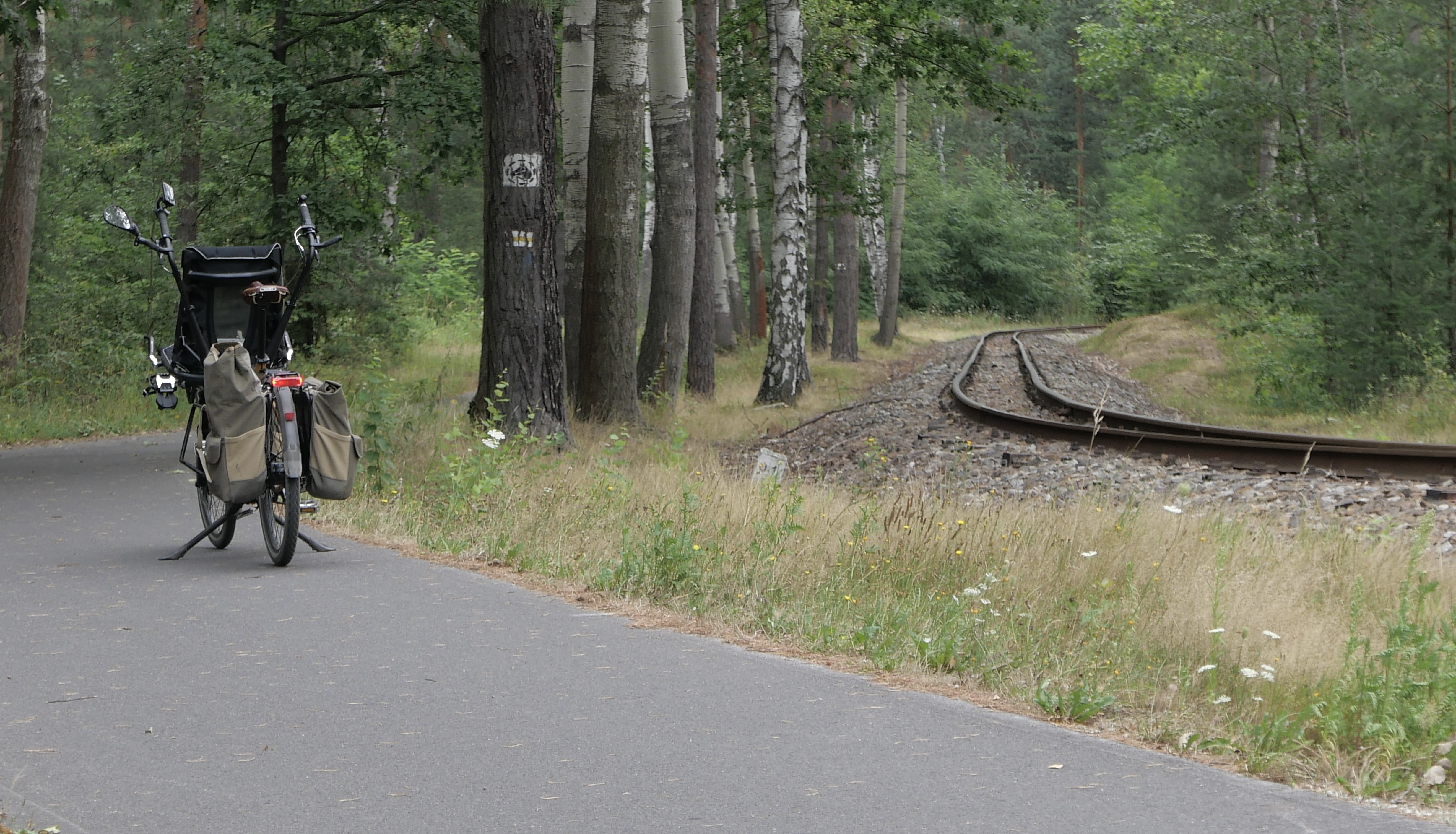 auf dem Weg nach Kromlau / Schienen der Waldeisenbahn