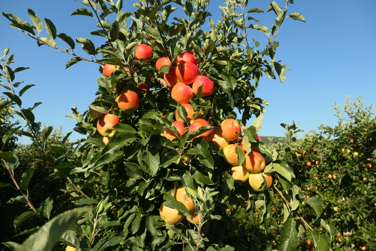Unglaublich reichliche Apfeleernte