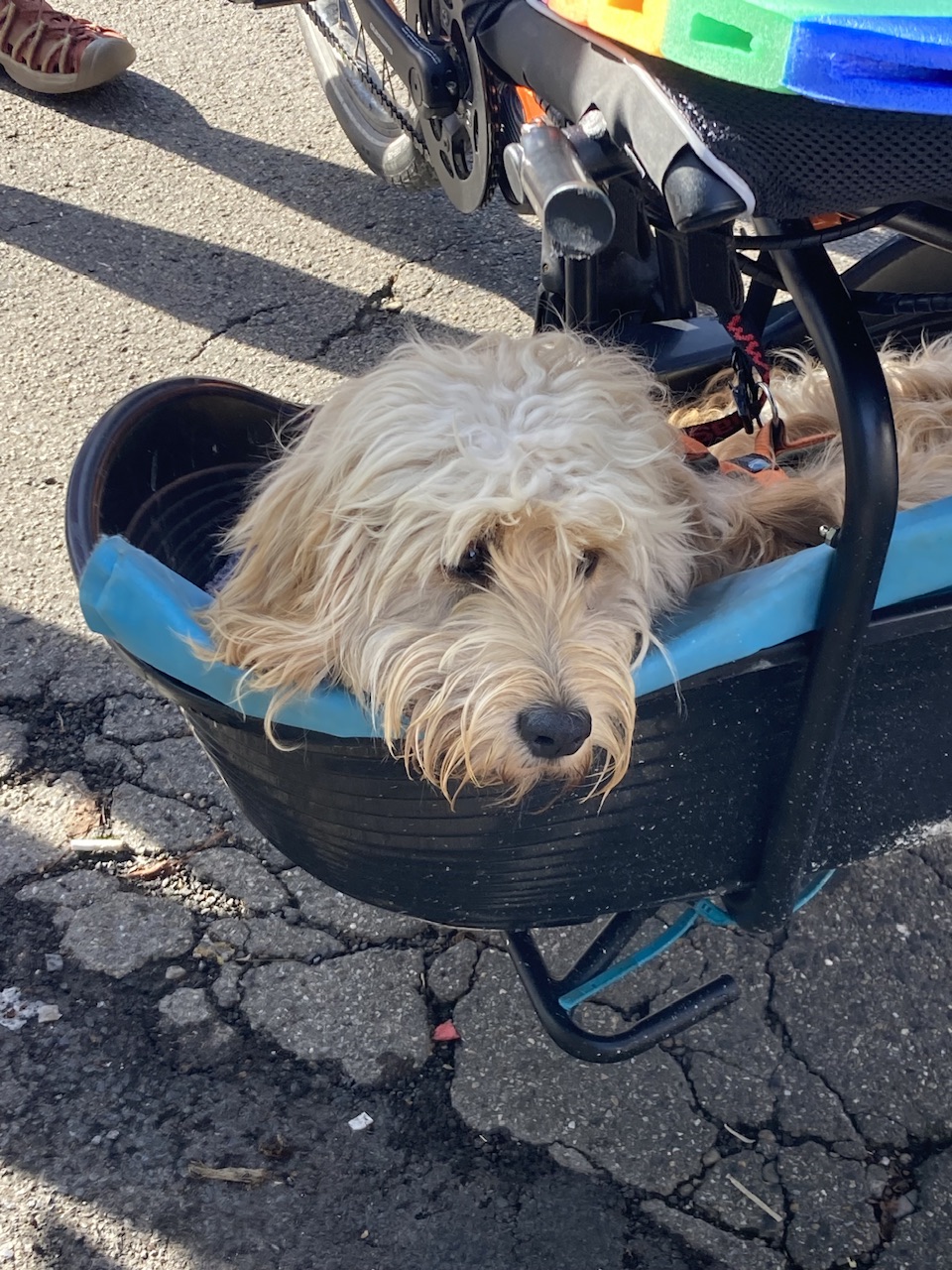 Happy wartet erwartungsvoll auf den Start