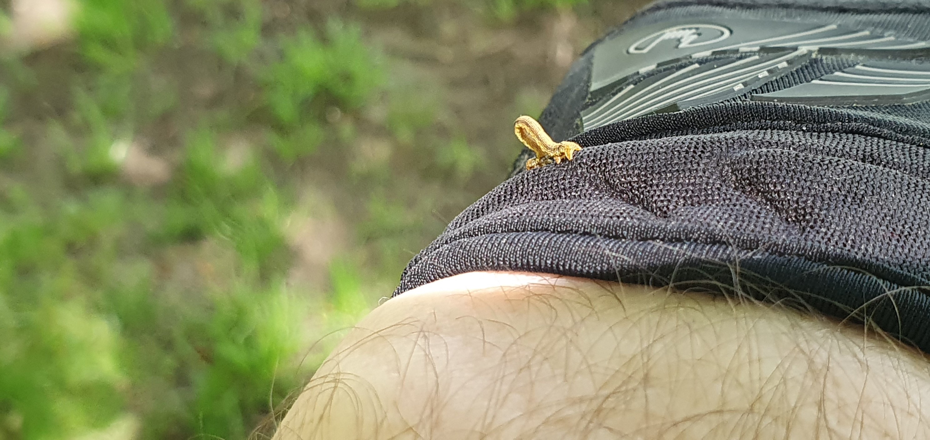 Kleine Raupe Nimmersatt