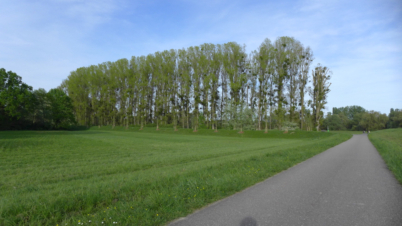 Bäume im Altrheinbereich mit Misteln