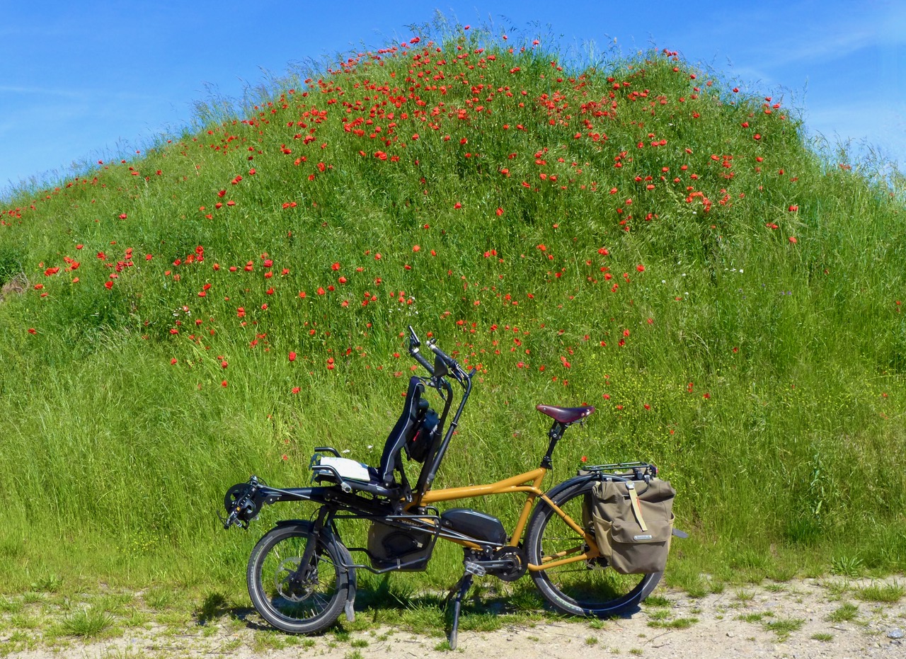 Roter-Mohn-und-ocker-gelbes Pino