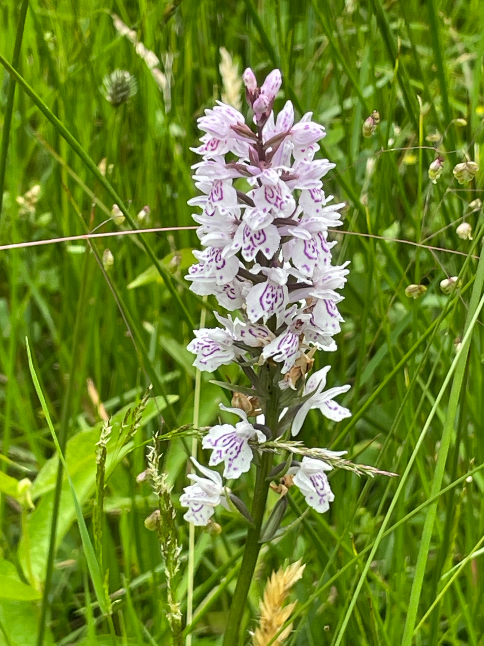 selten und so schön anzusehen