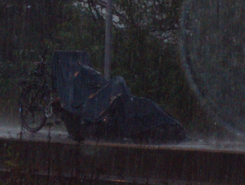 pino im regen1.JPG