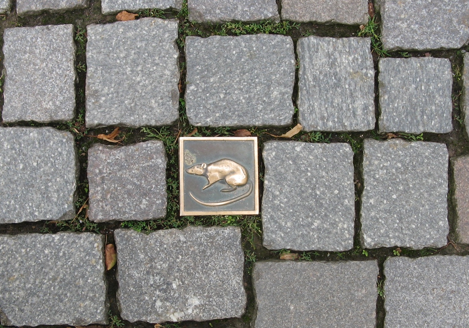 Ratte.jpg